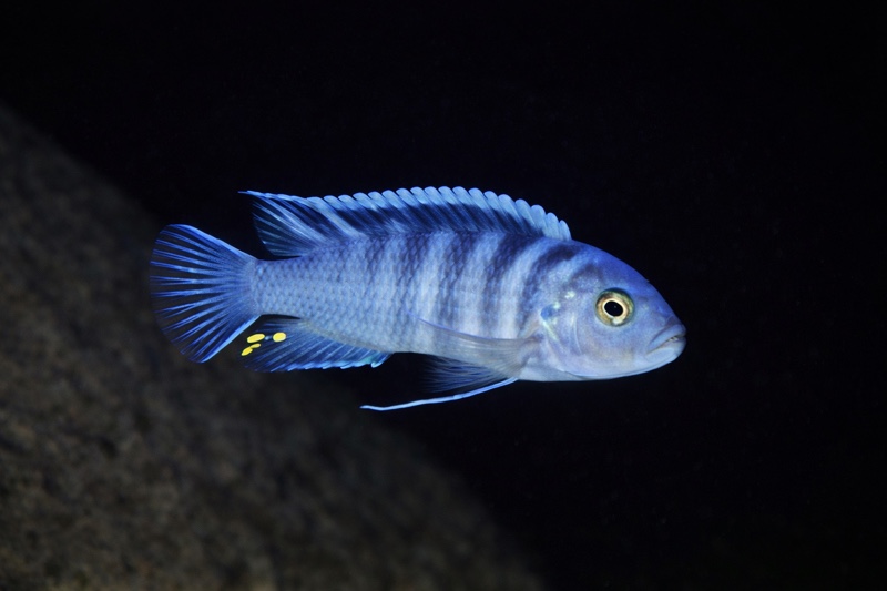 Maylandia sp. 'zebra ruarwe' Mphanga Rocks